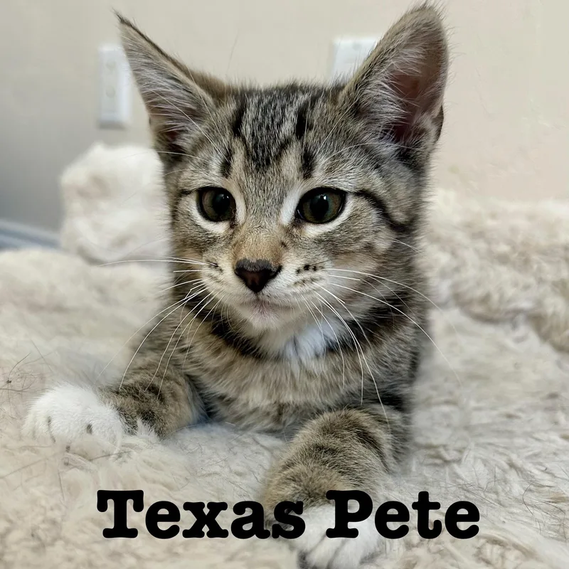 A baby small-sized male Tabby (Brown / Chocolate) Domestic Short Hair cat named Texas Pete for adoption in Fishers, IN