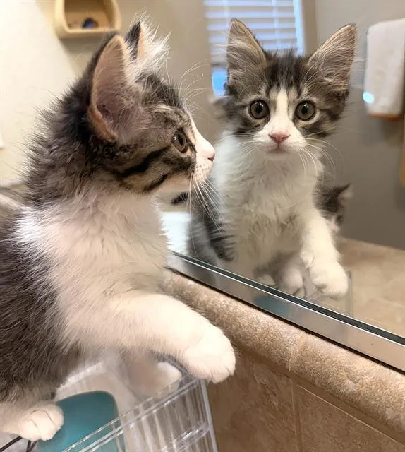 A baby small-sized female Domestic Short Hair cat named Popcorn for adoption in Sacramento, CA