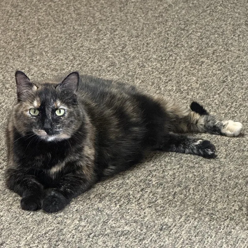A senior small-sized female Black Domestic Short Hair cat named Zoey for adoption in Bismarck, ND