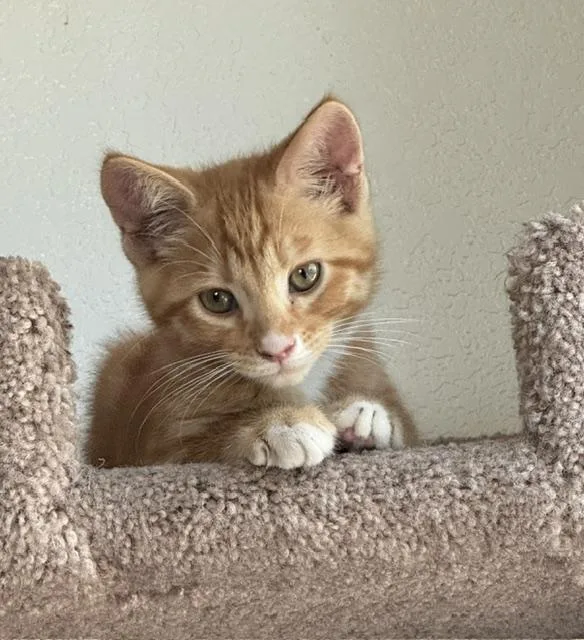 A baby medium-sized male Orange & White Domestic Short Hair cat named Julius for adoption in Gardnerville, NV