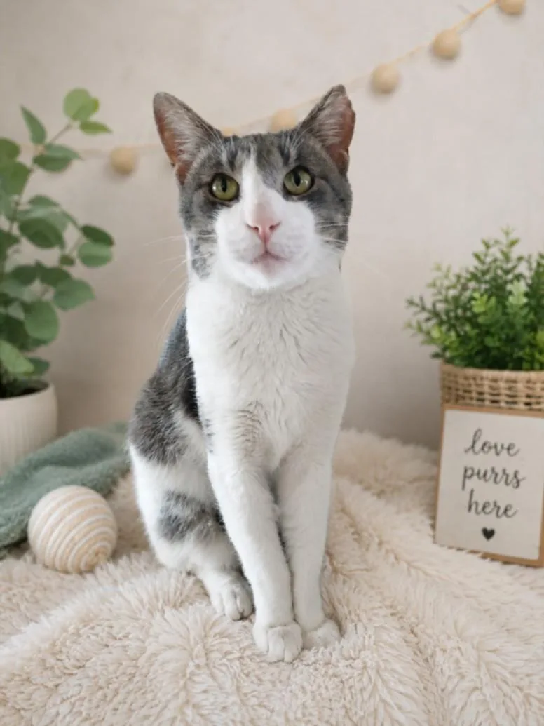 An adult small-sized male Domestic Short Hair cat named Leo for adoption in Clinton Township, MI