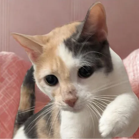 An adult small-sized female Calico cat named Magenta for adoption in Montclair, NJ