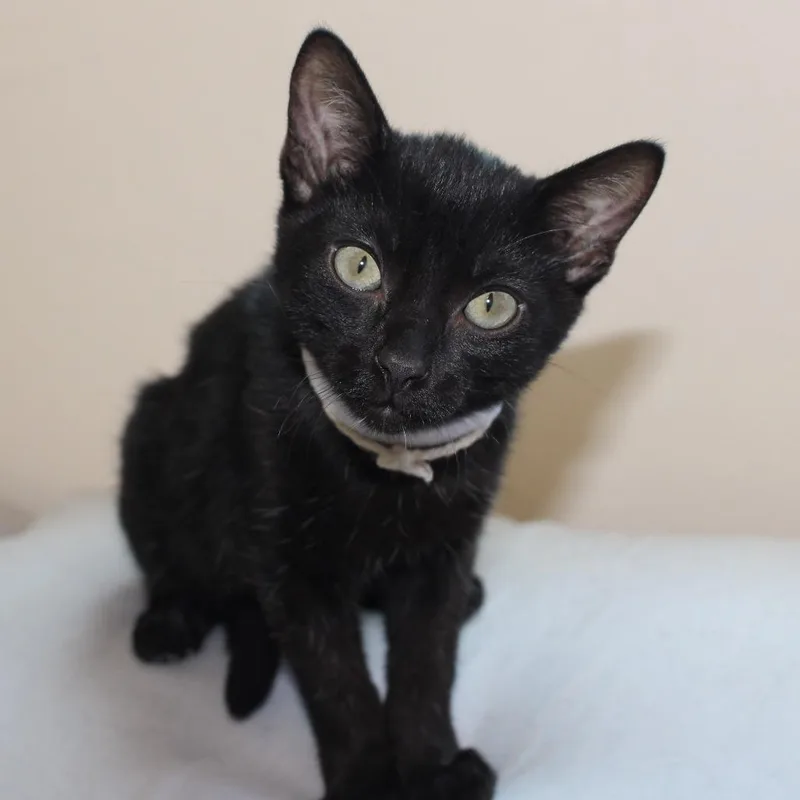 A baby small-sized male Black Domestic Short Hair cat named Lucky for adoption in Long Beach, CA