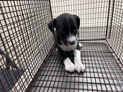 A young small-sized female Black Pit Bull Terrier dog named Winter for adoption in Harlingen, TX