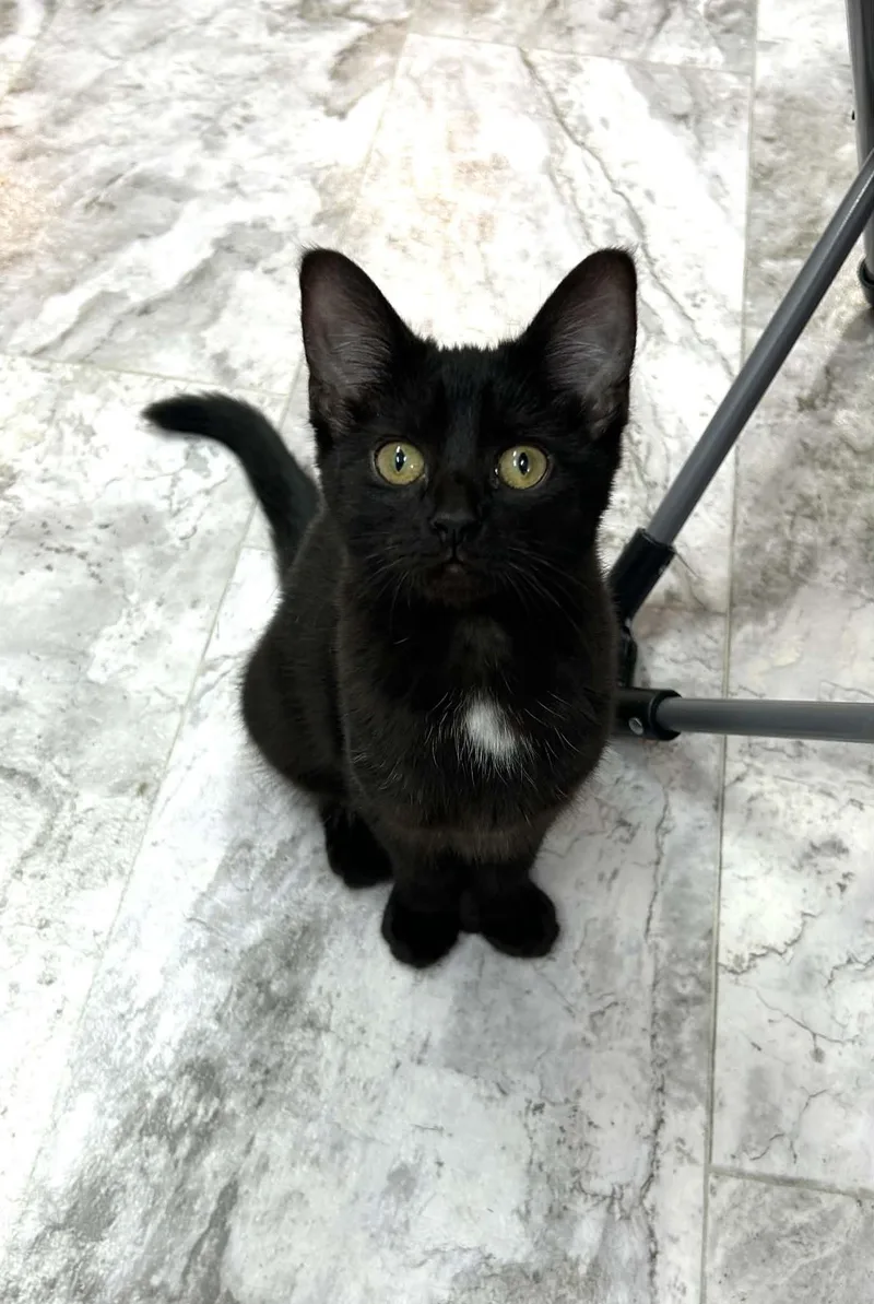 A young medium-sized female Black Domestic Short Hair cat named Little foot for adoption in Akron, OH
