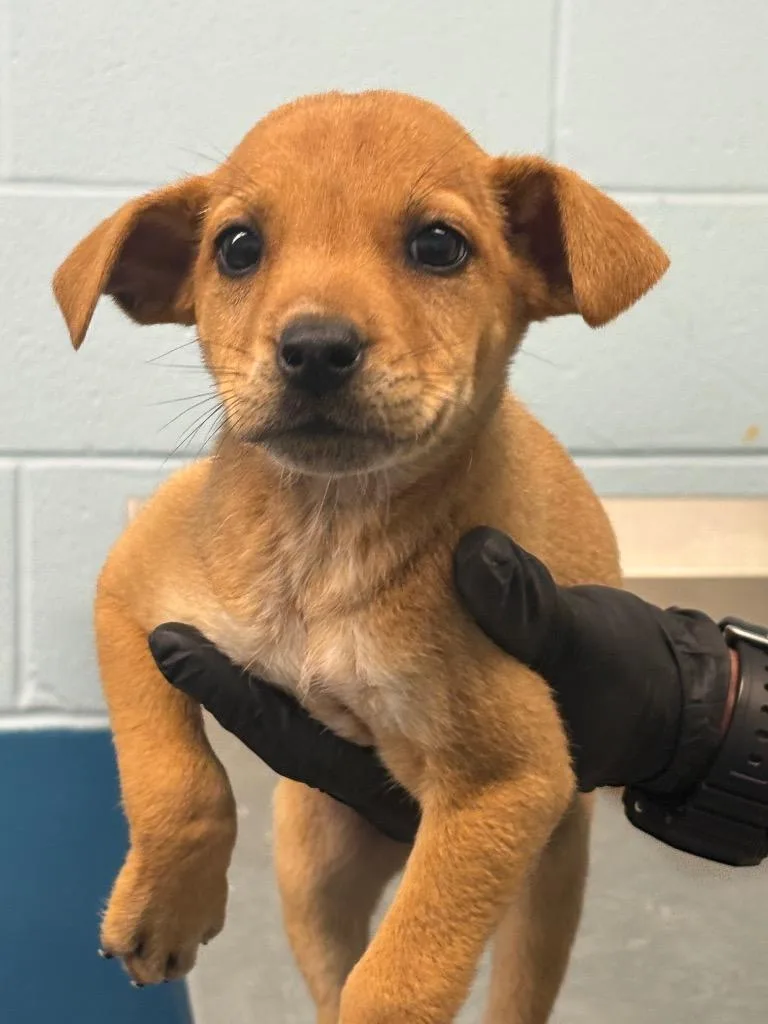 A young small-sized female Mixed Breed dog named Pink for adoption in Effingham, SC