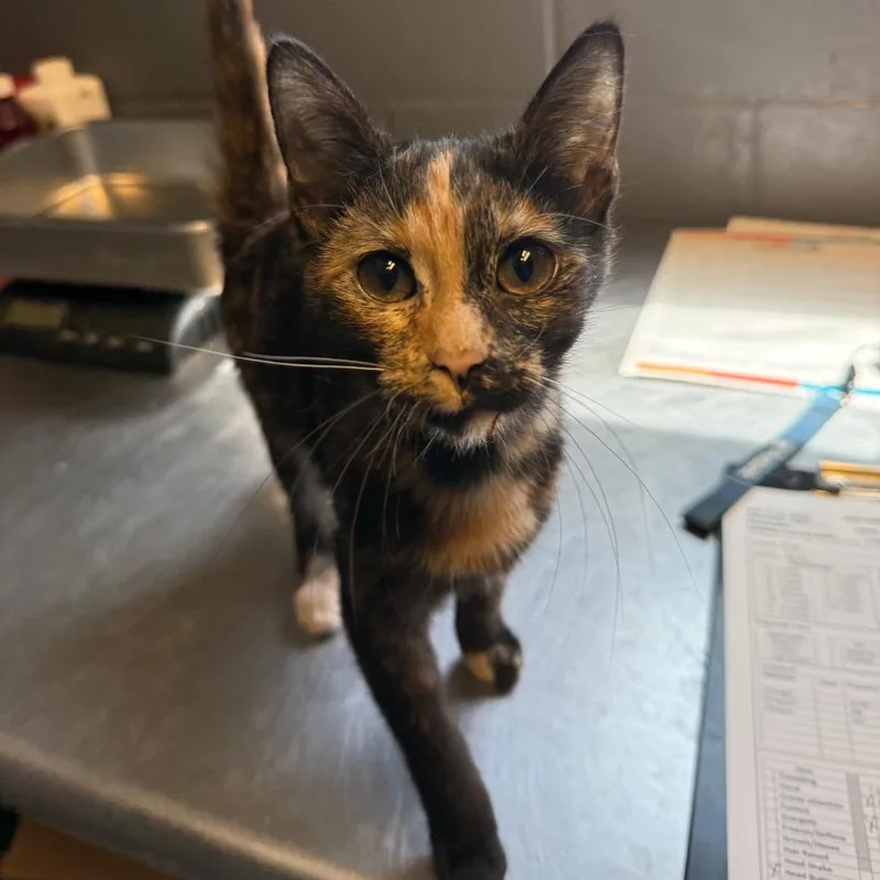 A young small-sized female Tortoiseshell Domestic Short Hair cat named TUSCStray___ for adoption in Tuscaloosa, AL