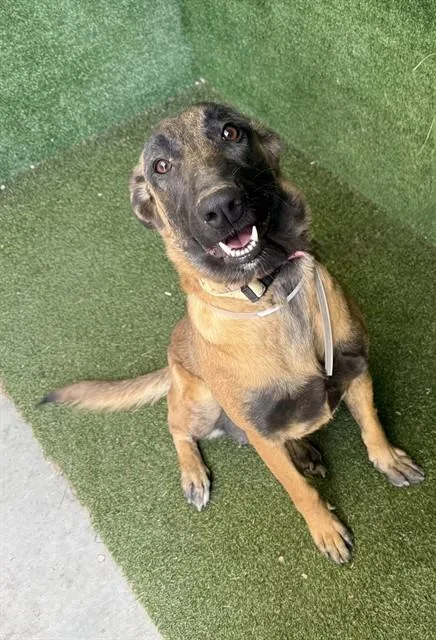 A young large-sized female Belgian Shepherd / Malinois dog named Sweetness for adoption in Lancaster, CA
