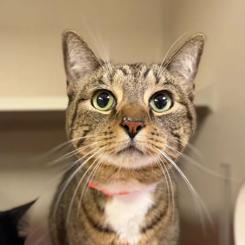 An adult large-sized female Brown / Chocolate Domestic Short Hair cat named Olivia for adoption in Wantagh, NY