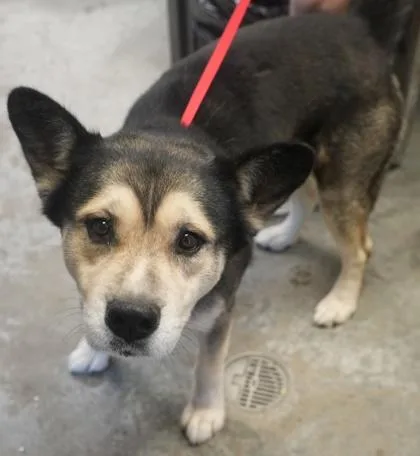 An adult large-sized male Shepherd dog named Maverick for adoption in Bowling Green, KY