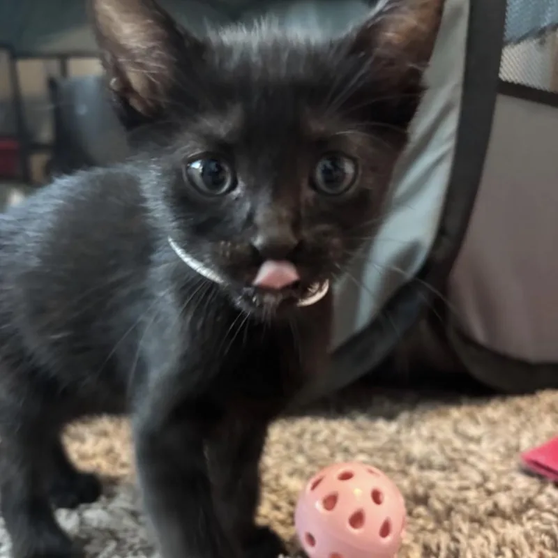 A baby medium-sized male Domestic Short Hair cat named Moon Mochi for adoption in Baytown, TX