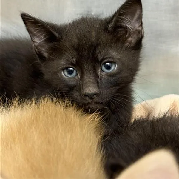 A baby small-sized male Black American Shorthair cat named Bronx for adoption in Mount Shasta, CA