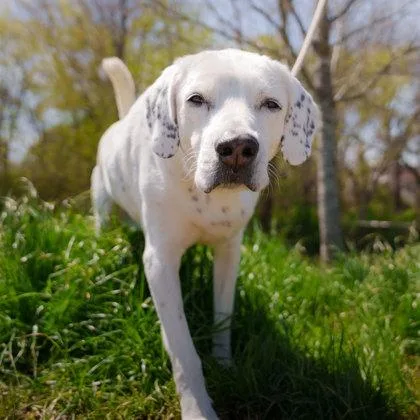 St. Bernard thumbnail 2