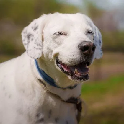 St. Bernard thumbnail 3