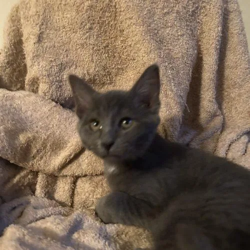 A baby small-sized male Gray / Blue / Silver Domestic Short Hair cat named Brewski for adoption in Fishers, IN