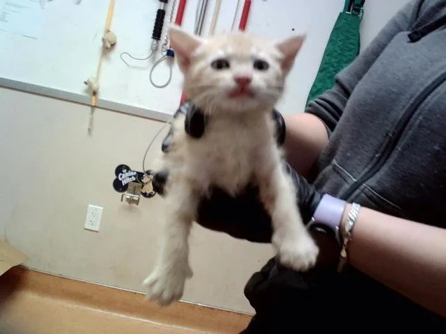 A baby small-sized male Domestic Short Hair cat named A for adoption in Martinez, CA