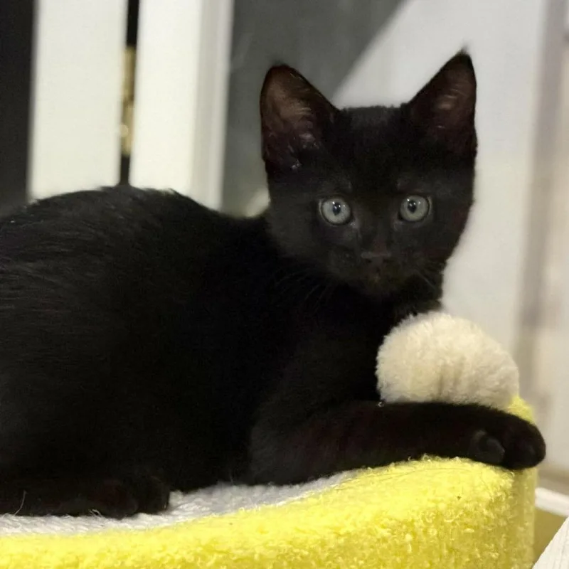 A baby small-sized male Black Domestic Short Hair cat named Yuval Silverman for adoption in Eagle Mountain, UT