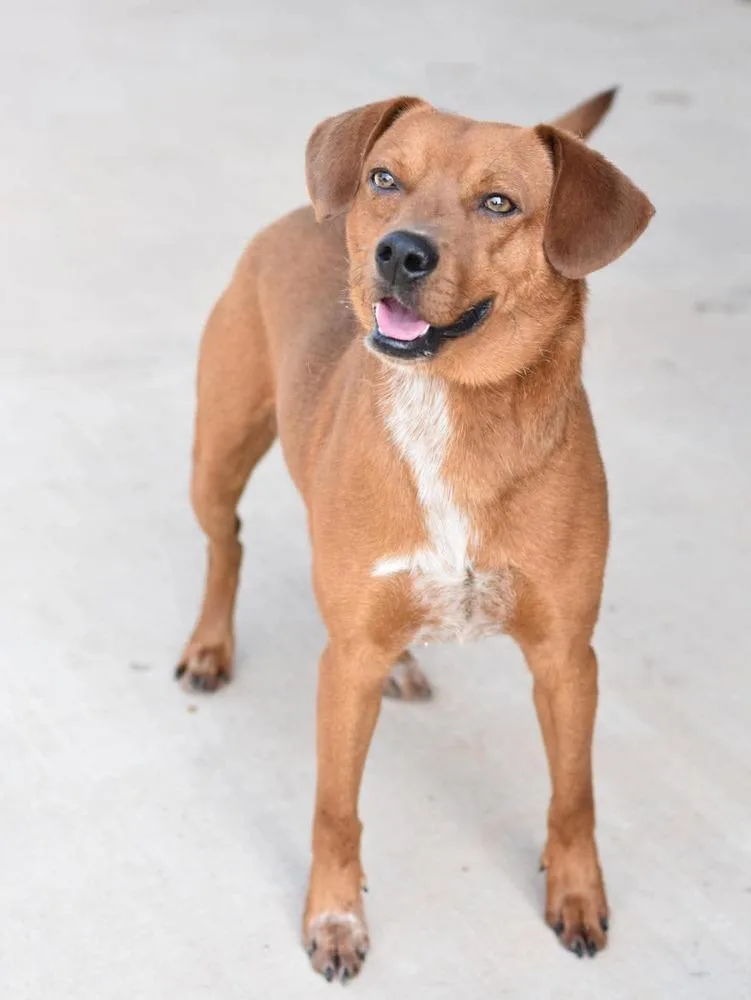 A young medium-sized male White / Cream Mixed Breed dog named Finn for adoption in Leverett, MA