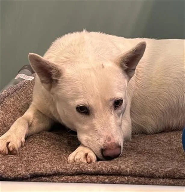 An adult large-sized female Australian Cattle Dog / Blue Heeler dog named Dora for adoption in Camarillo, CA