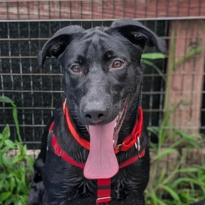A young large-sized male Black Labrador Retriever dog named Mojo for adoption in Baltimore, MD