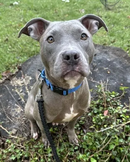 An adult medium-sized female Pit Bull Terrier dog named Fiesta for adoption in Washington, DC