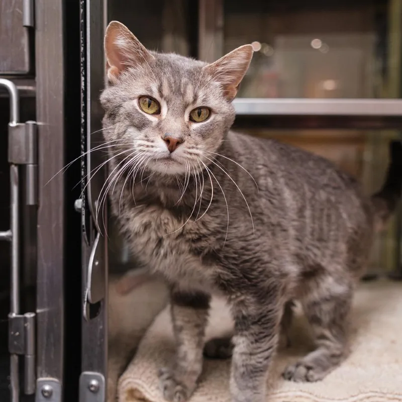 A senior medium-sized male Gray / Blue / Silver Domestic Short Hair cat named Sake for adoption in Palm Springs, CA