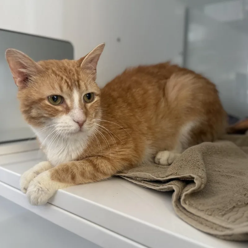 A senior medium-sized male Orange / Red Domestic Short Hair cat named Joel for adoption in Baltimore, MD