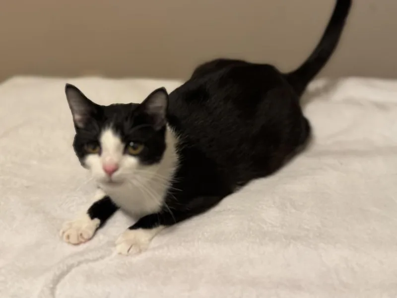 An adult medium-sized male Domestic Short Hair cat named Jimmy for adoption in Plumerville, AR