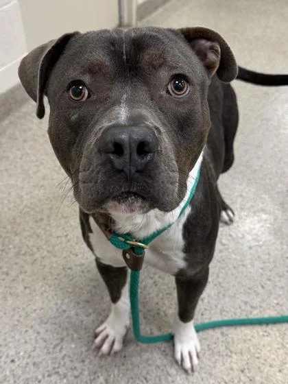 An adult large-sized male Pit Bull Terrier dog named Storm for adoption in Fishers, IN