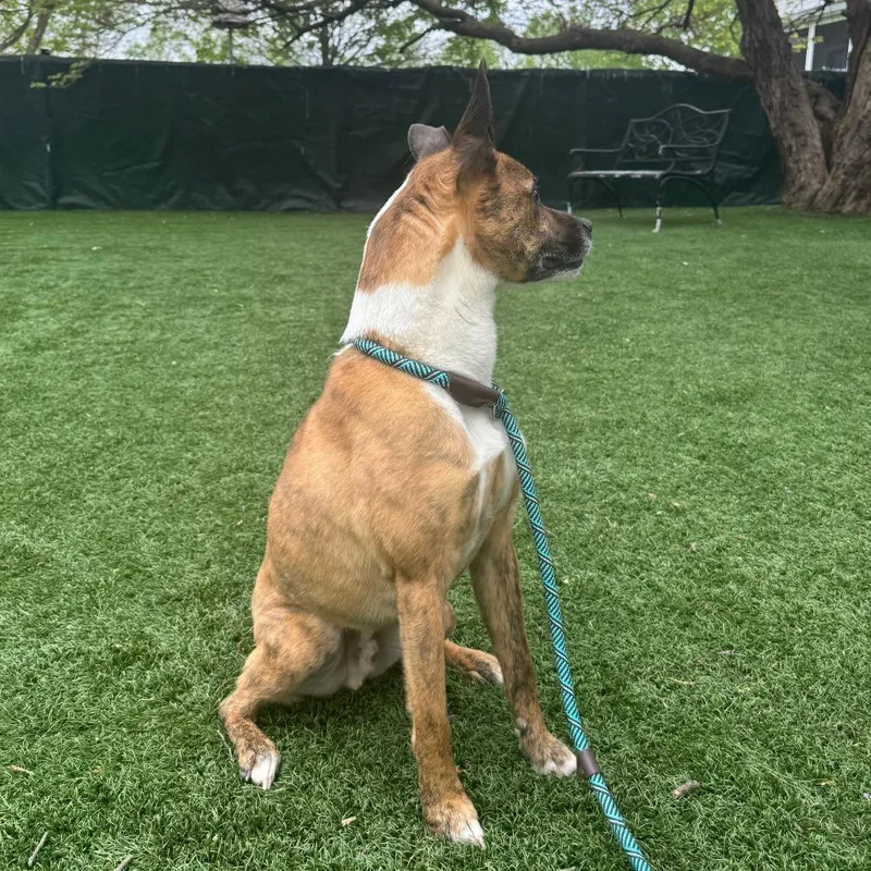 An adult medium-sized male Brindle Mixed Breed dog named Sir Willow for adoption in Saint Charles, MO