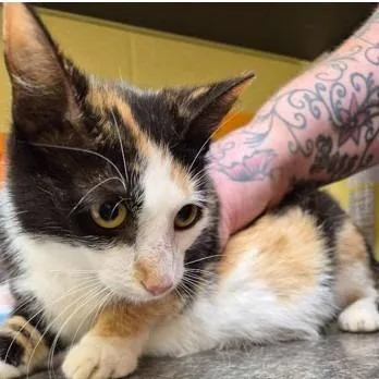 A young small-sized female Calico Domestic Short Hair cat named Cali Boo for adoption in New York, NY