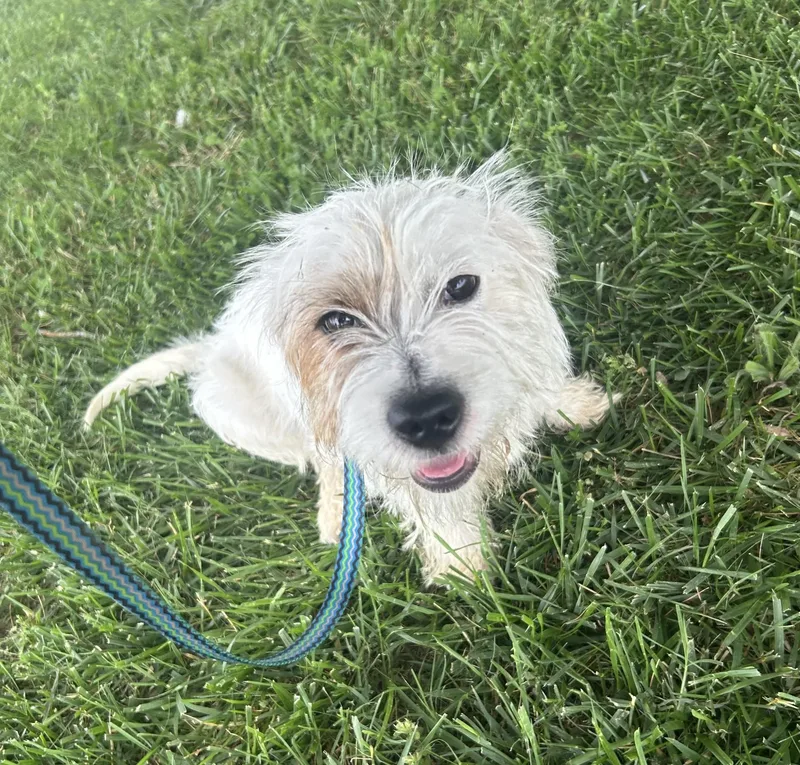 Gidget
