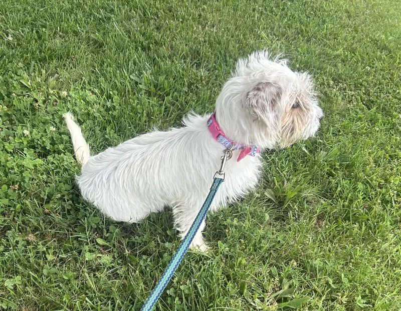 Gidget thumbnail 2