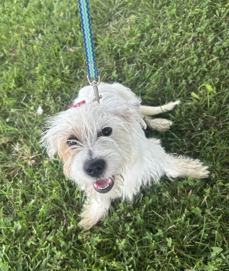 Gidget thumbnail 3