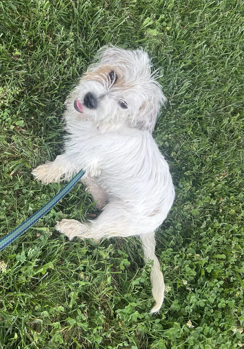 Gidget thumbnail 6