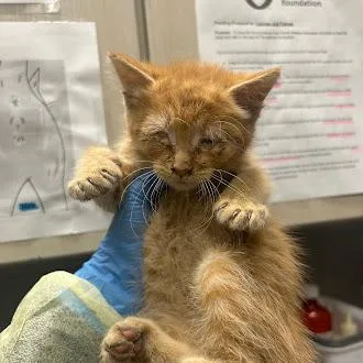 A baby small-sized male Domestic Medium Hair cat named Chowder for adoption in Las Vegas, NV
