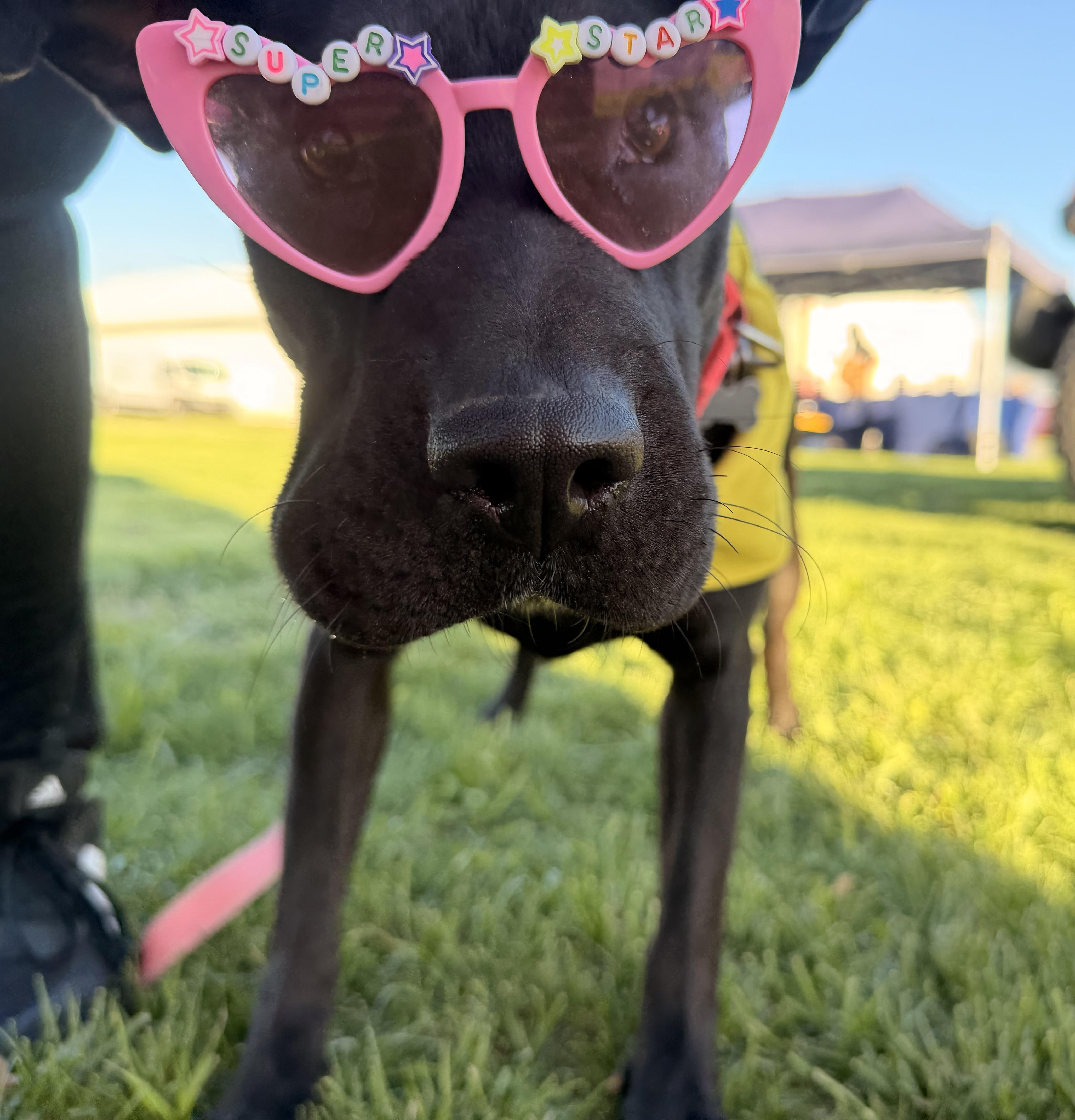 A young medium-sized female Black Shar-Pei dog named Beauty Queen for adoption in Houston, TX