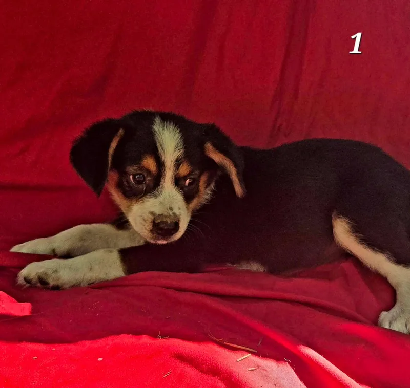 A baby large-sized female Siberian Husky dog named Converse for adoption in New Baltimore, MI