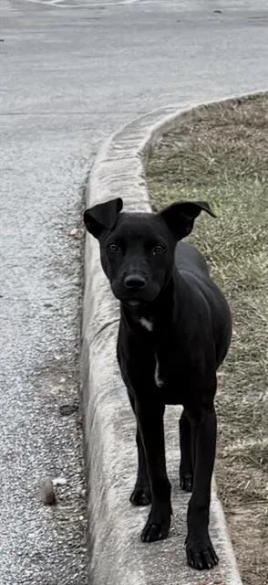 A young medium-sized female American Staffordshire Terrier dog named Flower for adoption in San Antonio, TX