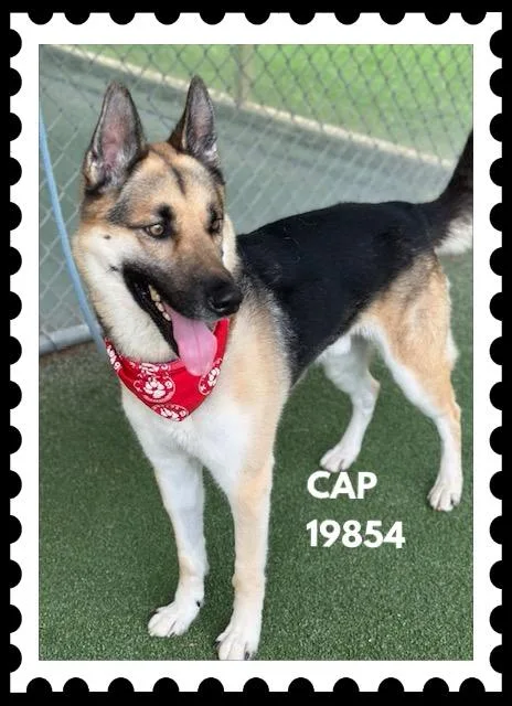 An adult medium-sized male Tricolor (Brown, Black, & White) German Shepherd Dog dog named Cap for adoption in Marietta, GA