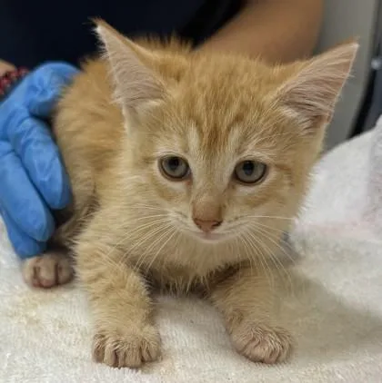 A baby small-sized female Domestic Short Hair cat named Sophie for adoption in Honolulu, HI