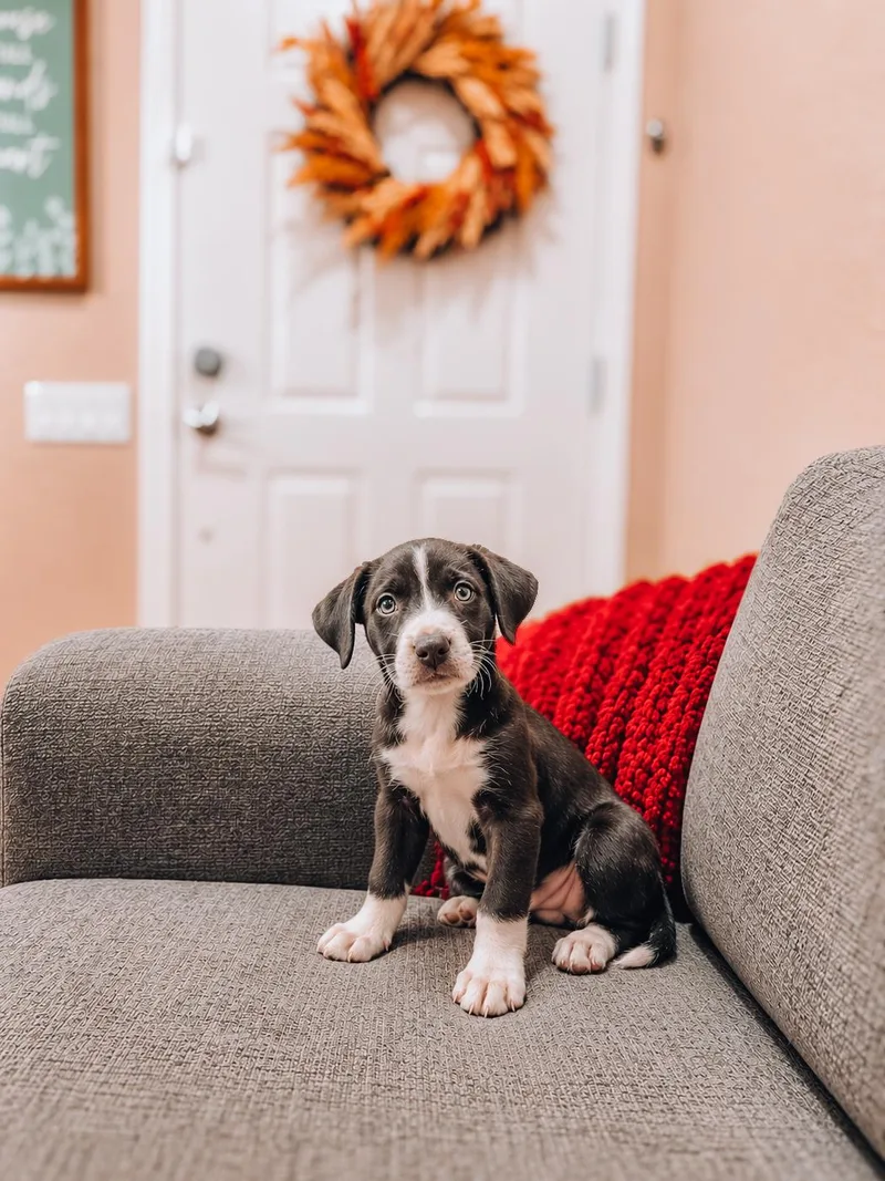 A baby medium-sized male Border Collie dog named Sammy for adoption in Goodyear, AZ