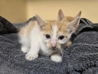 A baby small-sized female Domestic Short Hair cat named Hattie for adoption in Clarks Summit, PA