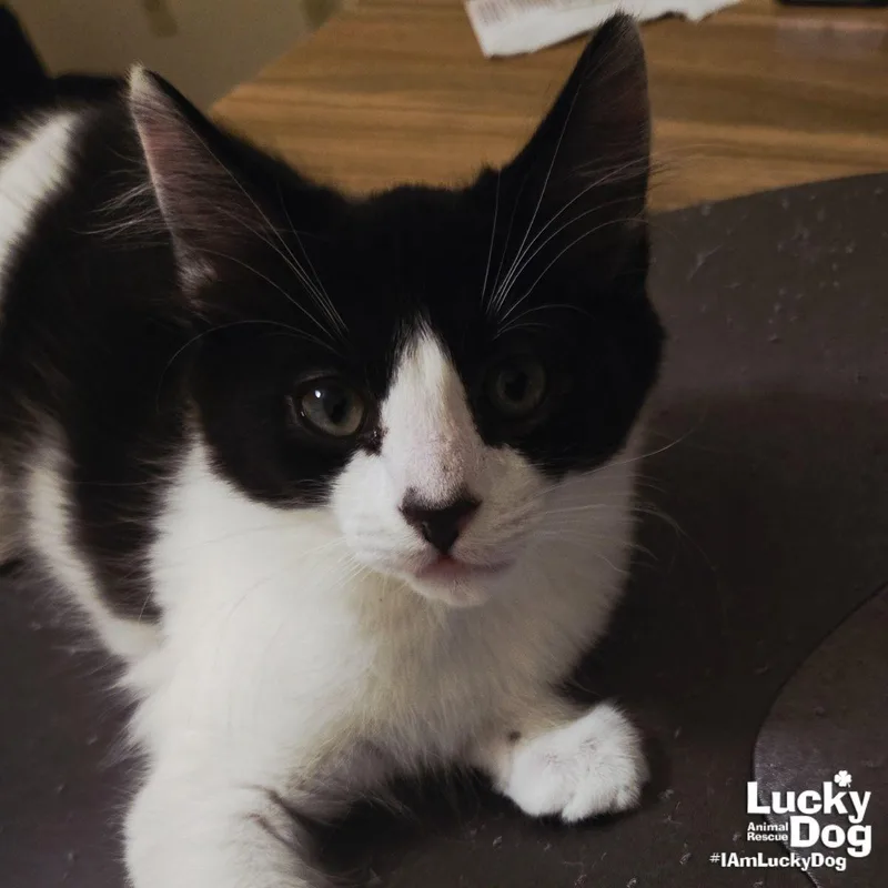 A baby medium-sized male Domestic Short Hair cat named Sullivan for adoption in Washington, DC