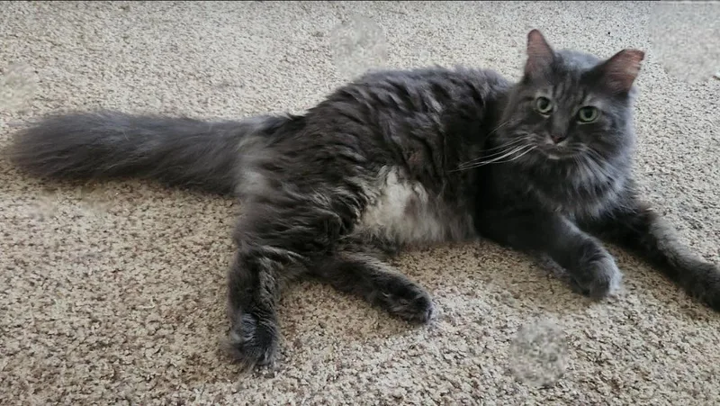 Roman & Meeko thumbnail 3