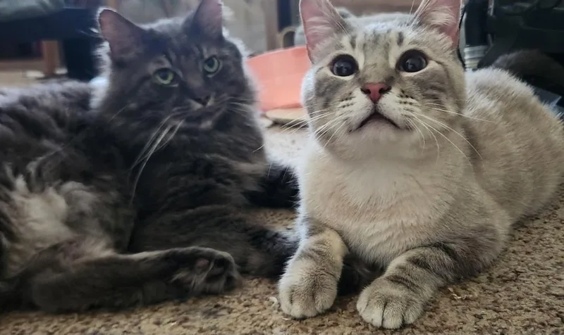 Roman & Meeko thumbnail 4