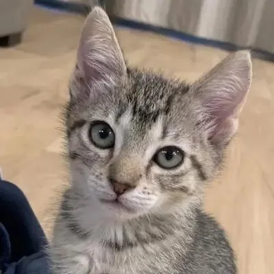 A baby small-sized female Brown / Chocolate Domestic Short Hair cat named Stevie for adoption in Pacific Palisades, CA