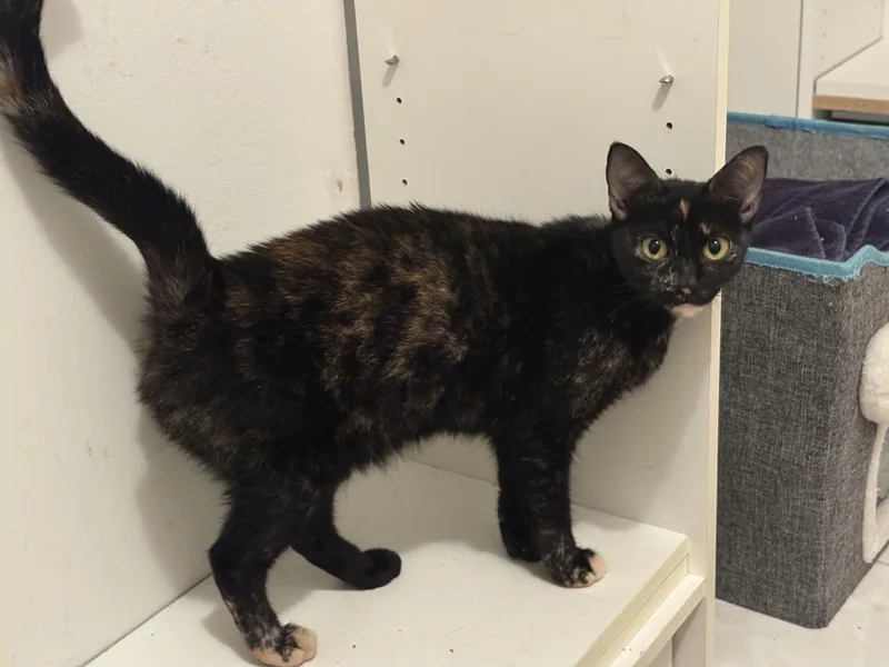A baby medium-sized female Domestic Short Hair cat named Olive for adoption in Delray Beach, FL