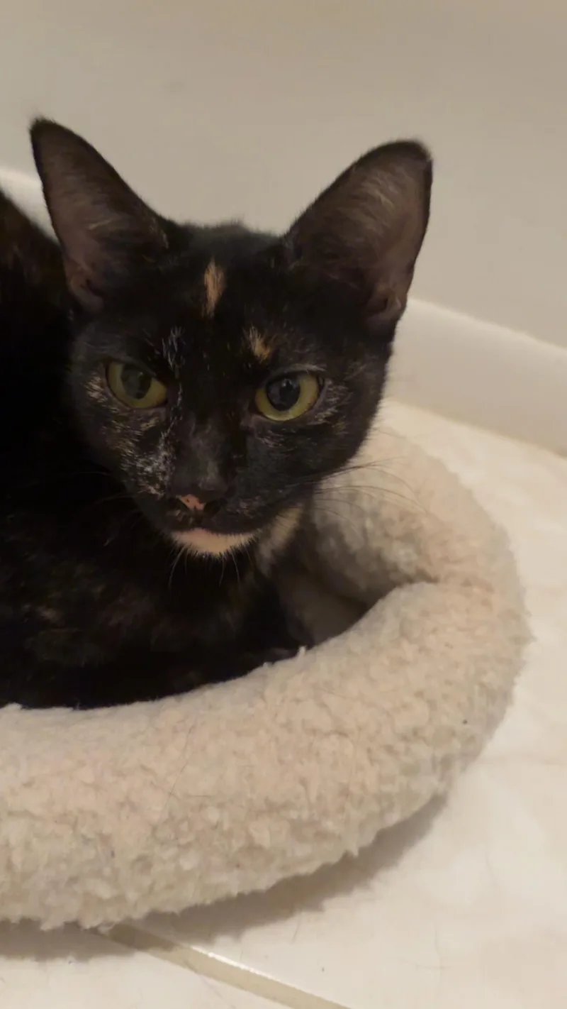 Olive thumbnail 5