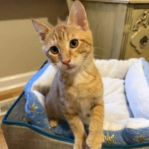 A baby small-sized male Orange / Red Domestic Short Hair cat named World Cup for adoption in Toms River, NJ